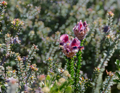 Pultenaea ericifolia