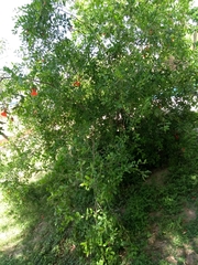 Punica