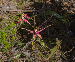 Caladenia decora