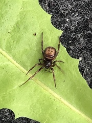 Steatoda bipunctata