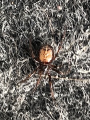 Steatoda bipunctata