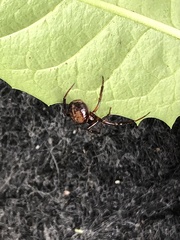 Steatoda bipunctata