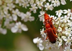Rhagonycha fulva