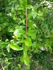 Punica