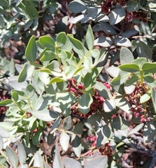 Pistacia lentiscus