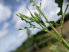 Sitona cylindricollis