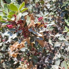 Pistacia lentiscus