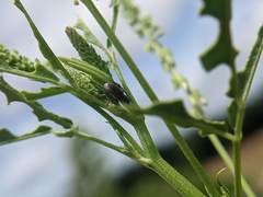 Sitona cylindricollis