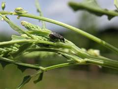 Sitona cylindricollis