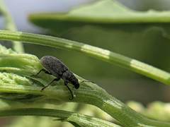 Sitona cylindricollis