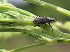 Sitona cylindricollis