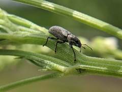 Sitona cylindricollis