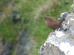 Troglodytes troglodytes zetlandicus