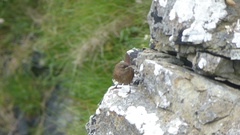 Troglodytes troglodytes zetlandicus