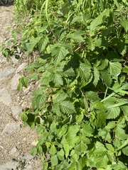 Rubus sachalinensis
