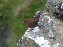 Troglodytes troglodytes zetlandicus