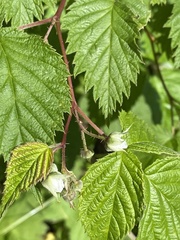 Rubus sachalinensis