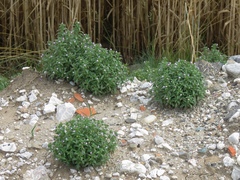 Chaenorhinum litorale