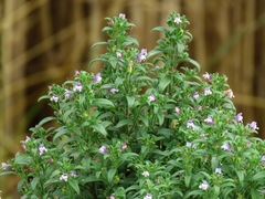 Chaenorhinum litorale