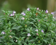 Chaenorhinum litorale