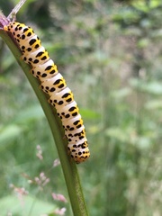 Cucullia scrophulariae