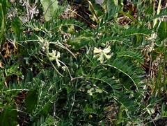 Astragalus schelichowii