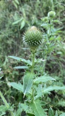 Cirsium ciliatum