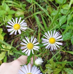Erigeron
