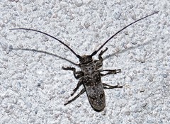 Oncideres polychroma