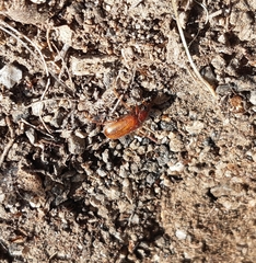 Pacuvia philippiana
