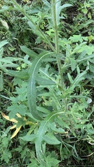 Cirsium ciliatum