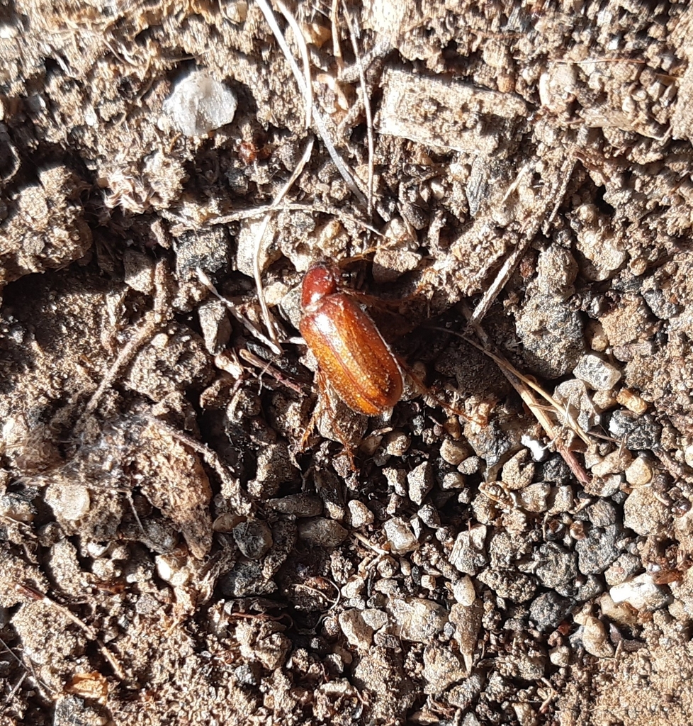 Pacuvia philippiana