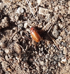 Pacuvia philippiana