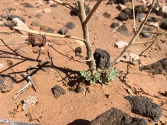 Sphaeralcea incana