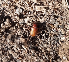 Pacuvia philippiana