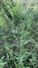 Cirsium ciliatum