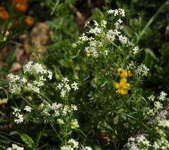 Galium anisophyllon