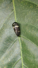 Ectemnonotum bivittatum