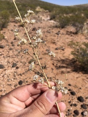 Sphaeralcea incana