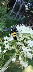Scolia hirta