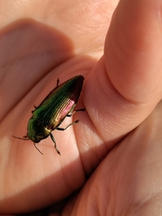 Eurythyrea micans