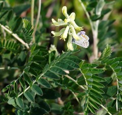 Astragalus schelichowii