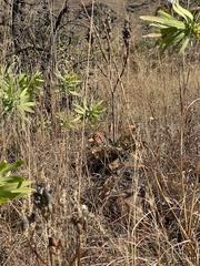 Aloe affinis
