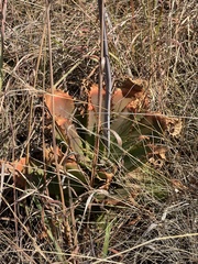 Aloe affinis