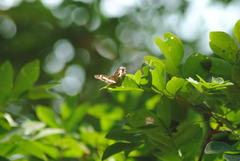 Euptera