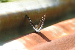 Charaxes etesipe