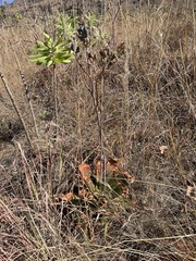 Aloe affinis