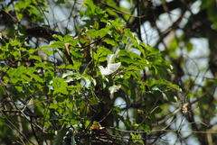 Protogoniomorpha parhassus