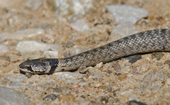 Macroprotodon brevis