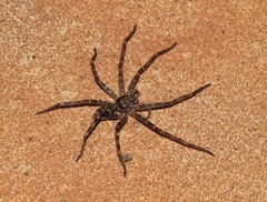 Heteropoda renibulbis